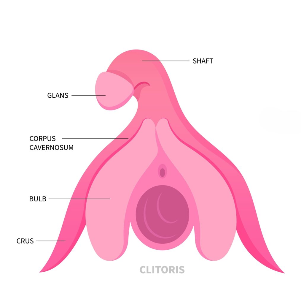 clitoris